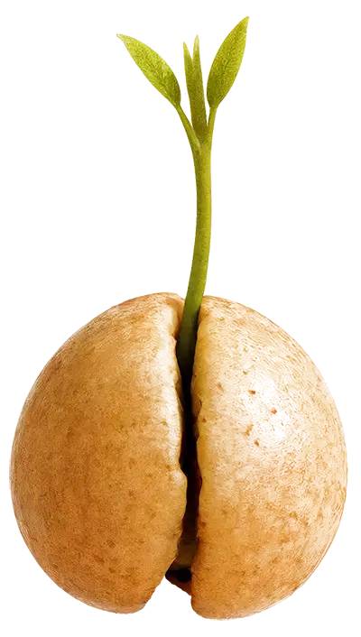 aguacate en semilla
